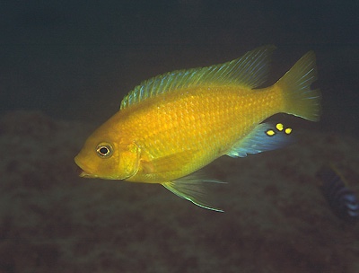 Petrotilapia xanthos 'Gallireya Reef'